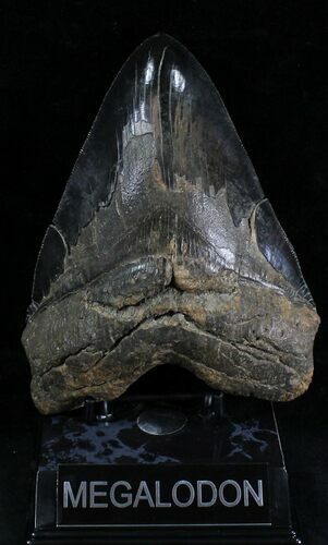 Beastly, Megalodon Tooth - Sharp Serrations #28282